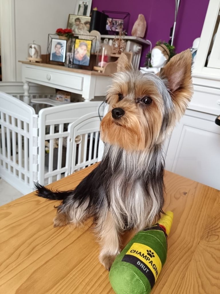 Les Yorkshire Terrier de l'affixe Du Rêve En Champagne