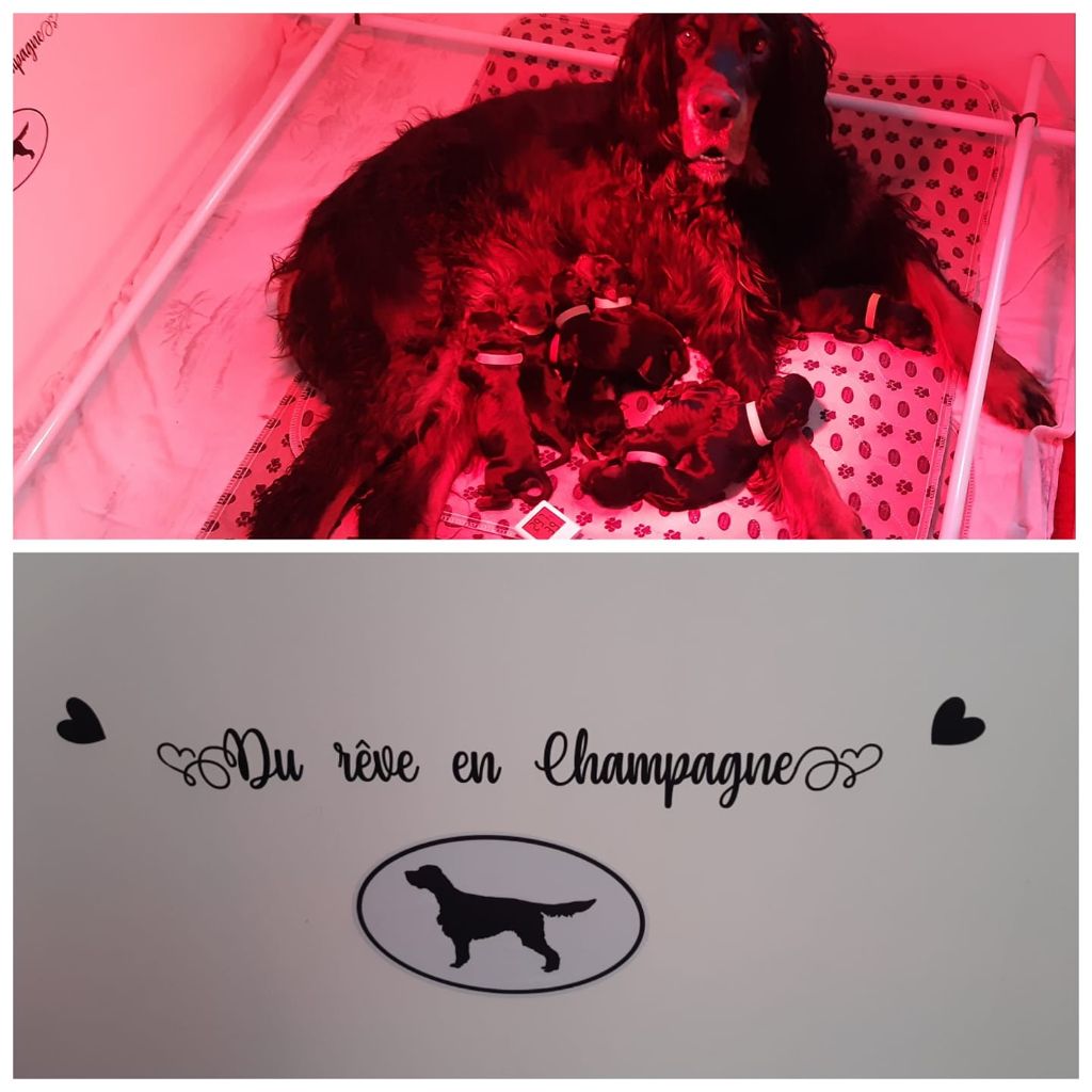 Du Rêve En Champagne - 1er Mai 2021 Naissance